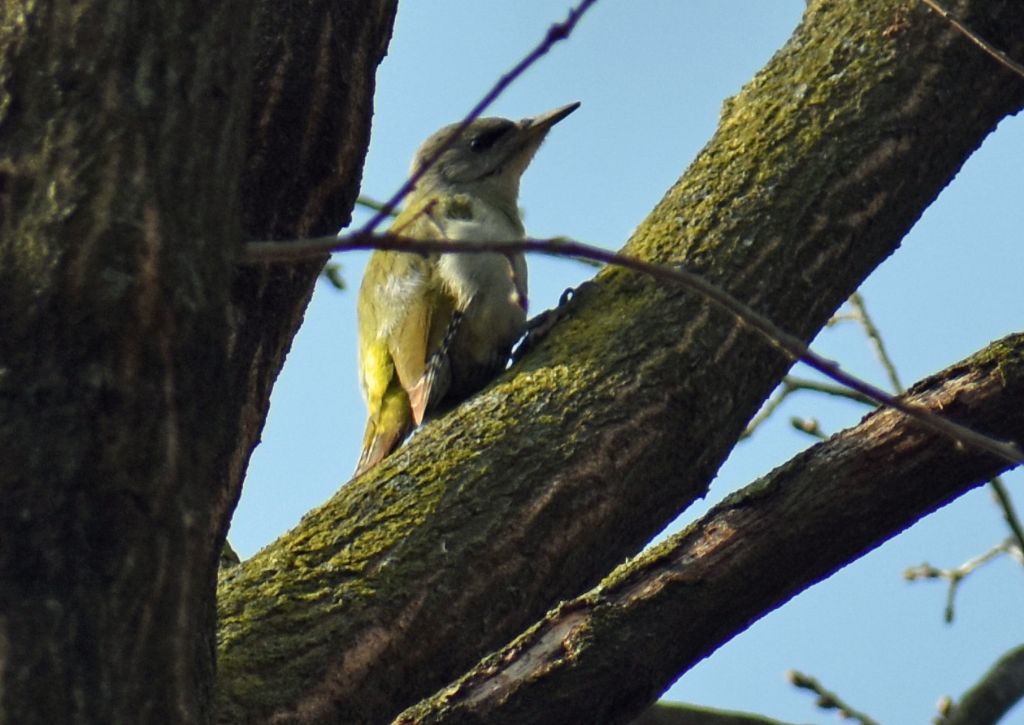 Picchio cenerino (Picus canus)